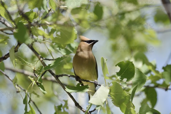 Cedar Waxwing (Bombycilla cedrorum), Waterton Lakes National Park, Alberta, Canada
