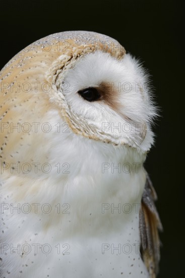 Barn owl (Tyto alba), portrait, Germany