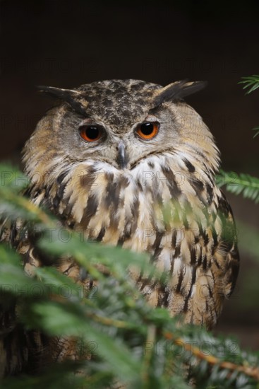 European Eagle Owl (Bubo bubo), North Rhine-Westphalia, Germany
