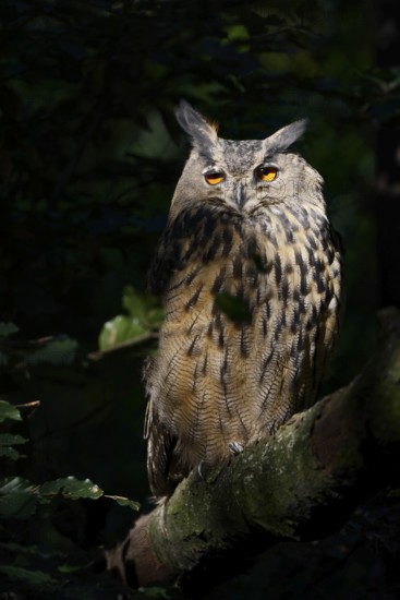 European eagle owl (Bubo bubo) sitting on a branch, North Rhine-Westphalia, Germany