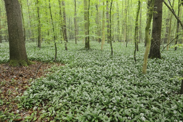 Wild garlic (Allium ursinum) in bloom in a deciduous forest, spring, North Rhine-Westphalia, Germany