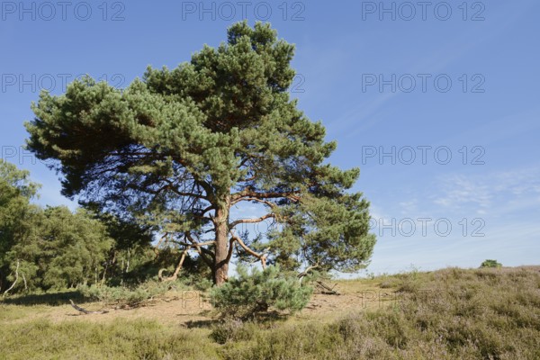 Scots pine or Scots pine (Pinus sylvestris) in heathland, Westruper Heide, North Rhine-Westphalia, Germany