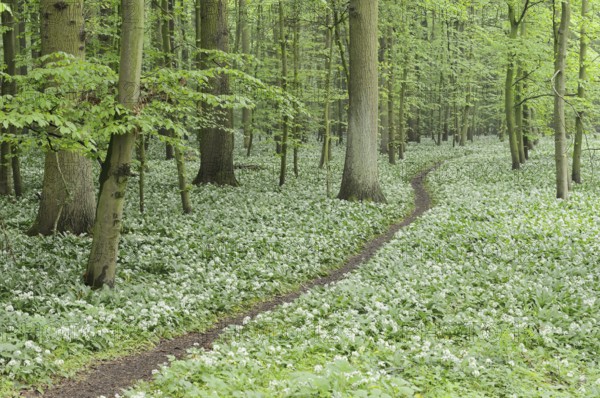 Flowering wild garlic (Allium ursinum) and path in a deciduous forest, spring, North Rhine-Westphalia, Germany