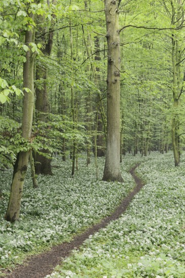 Flowering wild garlic (Allium ursinum) and path in a deciduous forest, spring, North Rhine-Westphalia, Germany