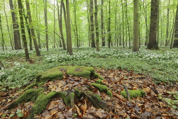 Flowering wild garlic (Allium ursinum) and tree root in a deciduous forest, spring, North Rhine-Westphalia, Germany