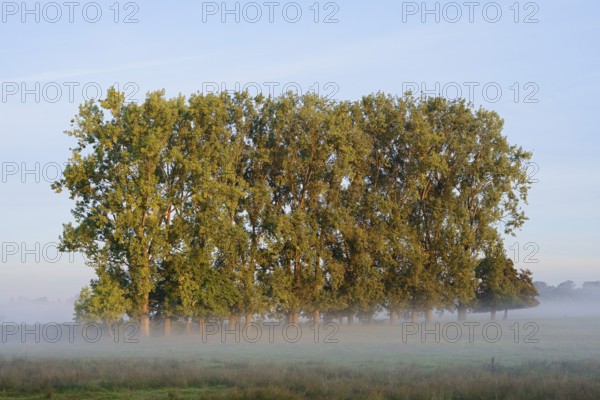 Bastard black poplars or Canada poplars (Populus x canadensis, Populus x euramericana) with morning mist in autumn, North Rhine-Westphalia, Germany