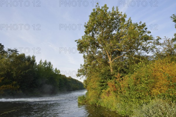 European ash or common ash (Fraxinus excelsior) along the river Lippe, North Rhine-Westphalia, Germany