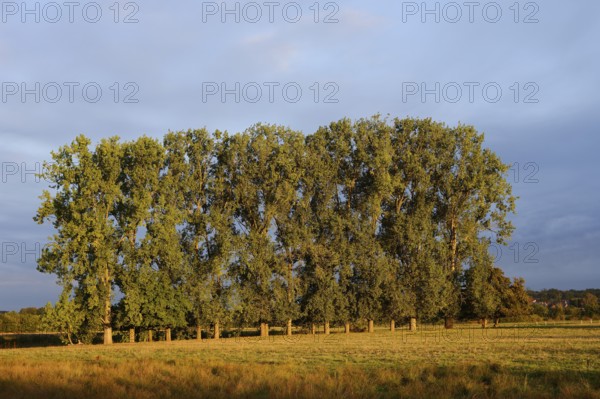 Bastard black poplars or Canada poplars (Populus x canadensis, Populus x euramericana) in autumn, North Rhine-Westphalia, Germany