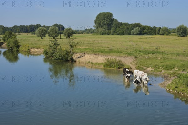 Meadow landscape and Lippe with domestic cattle, Hamm, North Rhine-Westphalia, Germany
