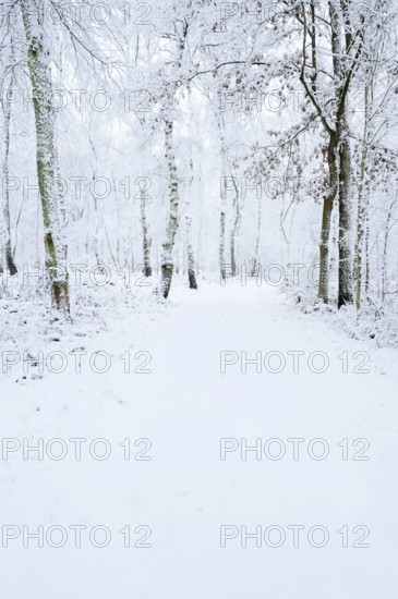 Path through a snow-covered deciduous forest, North Rhine-Westphalia, Germany