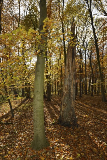 European beech (Fagus sylvatica) and dead beech in a deciduous forest in autumn, North Rhine-Westphalia, Germany