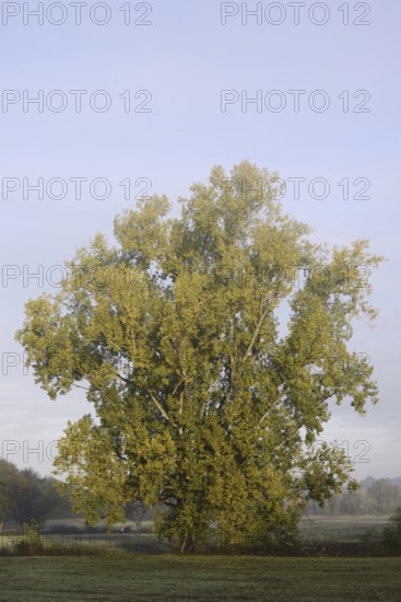 Bastard black poplar or Canada poplar (Populus ×canadensis, Populus ×euramericana) in autumn, North Rhine-Westphalia, Germany