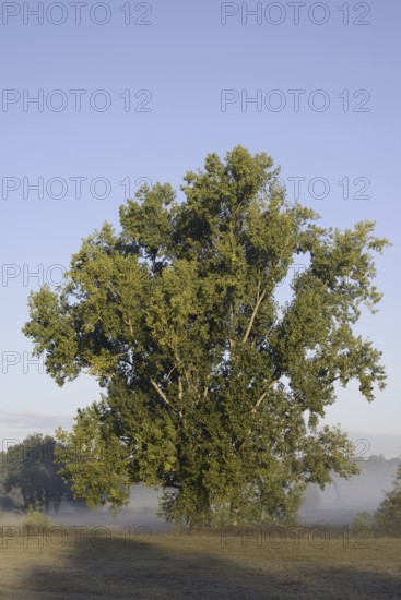 Bastard black poplar or Canada poplar (Populus ×canadensis, Populus ×euramericana) with morning mist, North Rhine-Westphalia, Germany