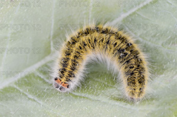 Clover moth (Lasiocampa trifolii), caterpillar, France