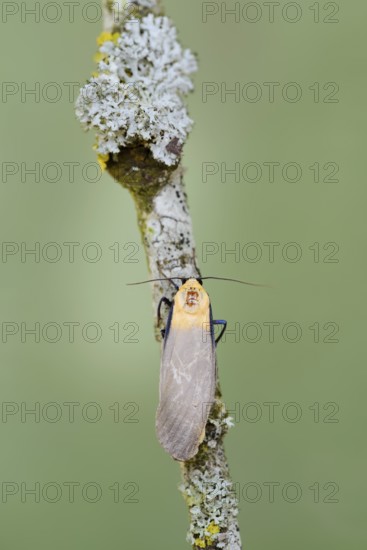 Four-spot lichen bear or large lichen bear (Lithosia quadra), male, France