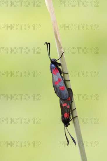 Horned Clover Oriole (Zygaena lonicerae), pair copulating, Brittany, France
