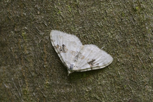 Black-banded leafhopper (Xanthorhoe montanata), North Rhine-Westphalia, Germany
