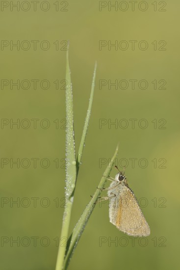 Small Skipper or Small Skipper (Thymelicus sylvestris), North Rhine-Westphalia, Germany