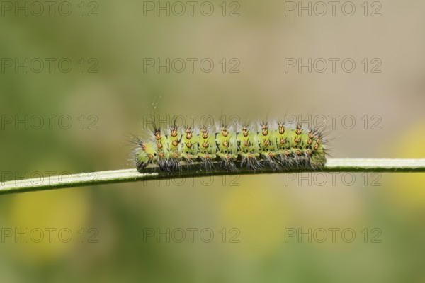 Small emperor moth (Saturnia pavonia), caterpillar, France