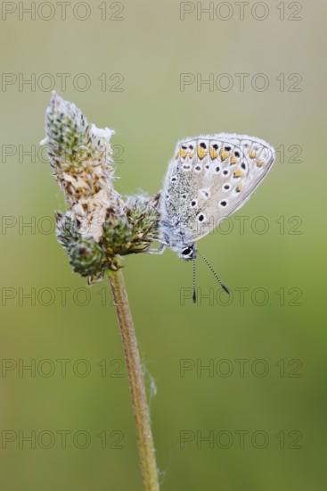 Chapman's blue (Polyommatus thersites), female, France