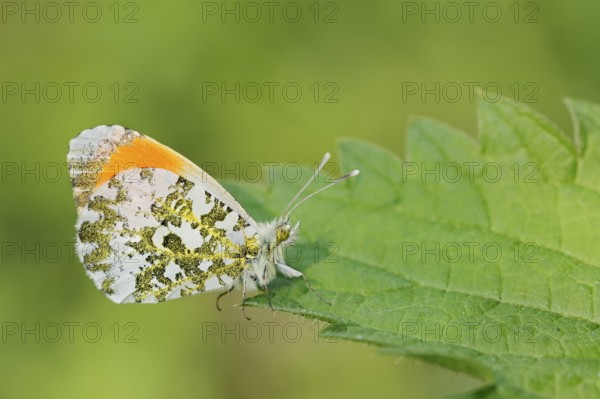 Aurora butterfly (Anthocharis cardamines), male, North Rhine-Westphalia, Germany