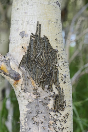 Ringlet moth (Malacosoma disstria), caterpillars on a tree trunk, Waterton Lakes National Park, Alberta, Canada