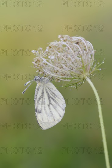 Rape white butterfly or green vein white butterfly (Pieris napi), North Rhine-Westphalia, Germany