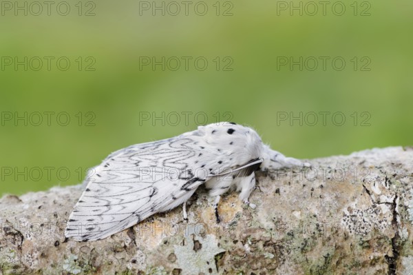 Cerura erminea or ermine moth (Cerura erminea), France