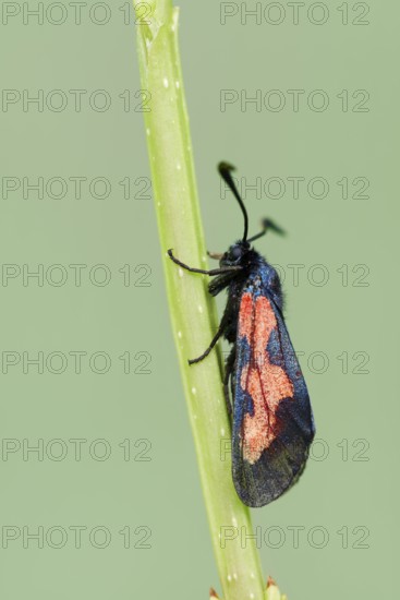 Marsh Horned Oriole (Zygaena trifolii), Brittany, France