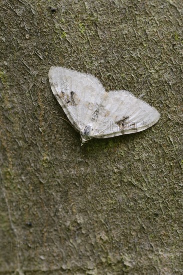 Black-banded leafhopper (Xanthorhoe montanata), North Rhine-Westphalia, Germany
