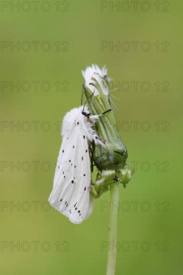 White Ermine or White Ermine Moth (Spilosoma lubricipeda), North Rhine-Westphalia, Germany