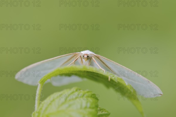 Pearl-bordered moth or silverleaf moth (Campaea margaritaria), male, North Rhine-Westphalia, Germany