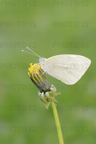 Small white (Pieris rapae), North Rhine-Westphalia, Germany