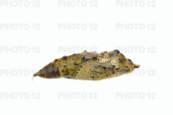 Small white (Pieris rapae), pupa against a white background, North Rhine-Westphalia, Germany