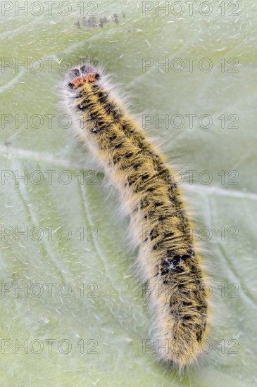 Clover moth (Lasiocampa trifolii), caterpillar, France