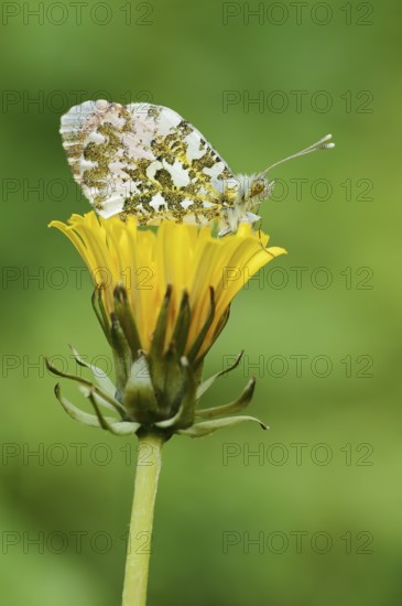 Aurora butterfly (Anthocharis cardamines), male sitting on a dandelion flower (Taraxacum officinale), North Rhine-Westphalia, Germany