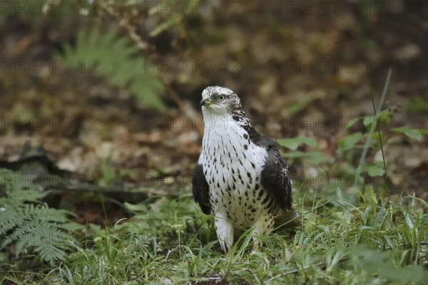 Honey buzzard (Pernis apivorus), North Rhine-Westphalia, Germany
