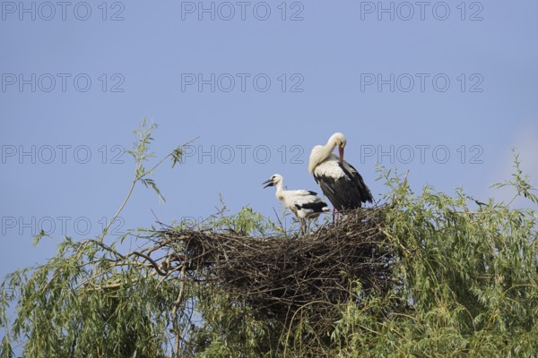 White stork (Ciconia ciconia) with chicks in the nest on a willow (Salix), North Rhine-Westphalia, Germany