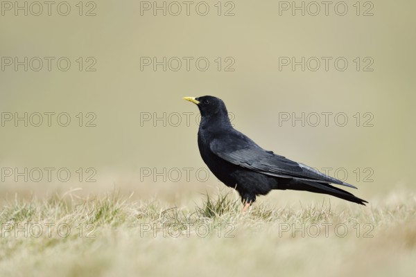 Alpine chough (Pyrrhocorax graculus), Hohe Tauern National Park, Austria