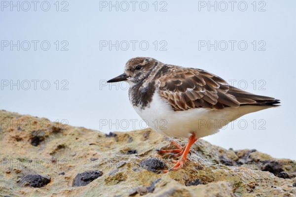 Ruddy turnstone (Arenaria interpres) standing on a rock on the coast, Algarve, Portugal