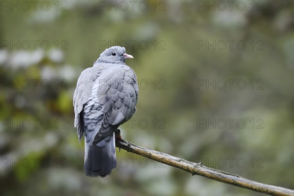 Stock Dove (Columba oenas) sitting on a branch, North Rhine-Westphalia, Germany