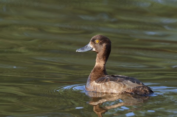 Tufted Duck (Aythya fuligula), swimming female, North Rhine-Westphalia, Germany