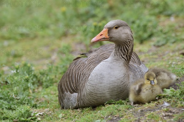 Greylag goose (Anser anser) with chicks, North Rhine-Westphalia, Germany