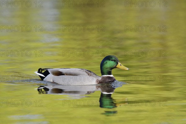 Mallard (Anas platyrhynchos), swimming drake, North Rhine-Westphalia, Germany