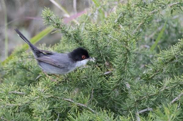 Velvet-headed warbler (Curruca melanocephala, Sylvia melanocephala), male, Algarve, Portugal