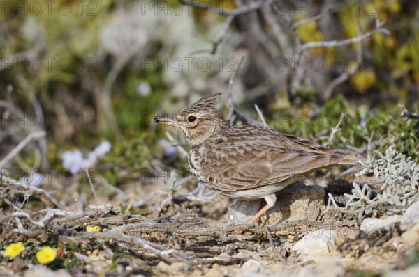 Theklalerche (Galerida theklae), Algarve, Portugal