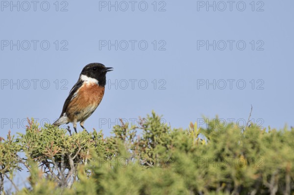 Stonechat (Saxicola rubicola), male, Algarve, Portugal