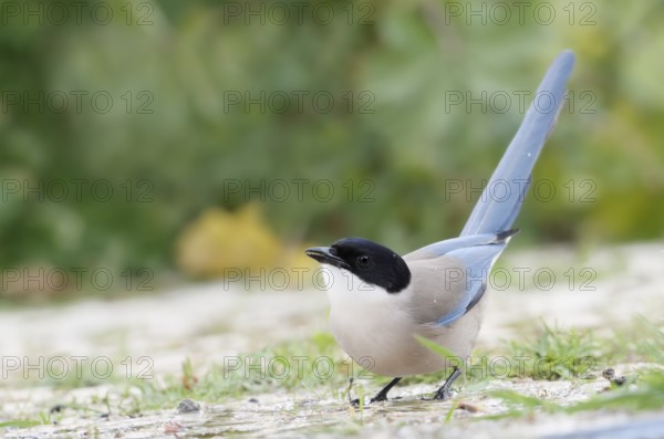 Blue magpie (Cyanopica cyanus), Algarve, Portugal