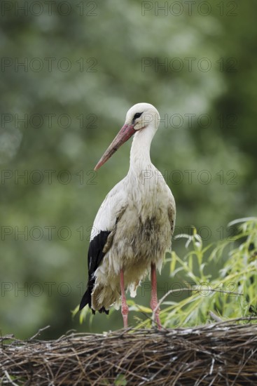White stork (Ciconia ciconia) on the nest, North Rhine-Westphalia, Germany