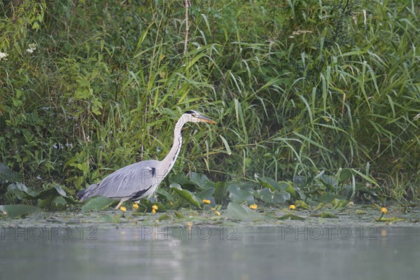 Grey heron (Ardea cinerea) standing on the riverbank, North Rhine-Westphalia, Germany